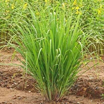 Aywal Lemon Grass/Lemongrass Seed