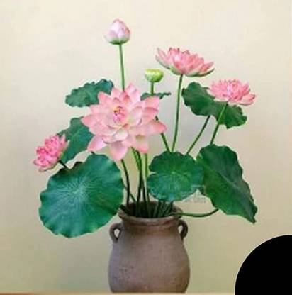 Qualtivate XXX-9A Pink Dwarf Aquatic Water Lily Seed