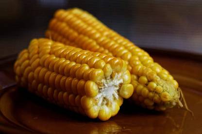 VibeX ® XXL-735 Sweet Sugar Corn Yellow Seed