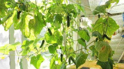 Qualtivate XXX-5A Indoor Cucumber F1 Self-Pollinating - Green Seed
