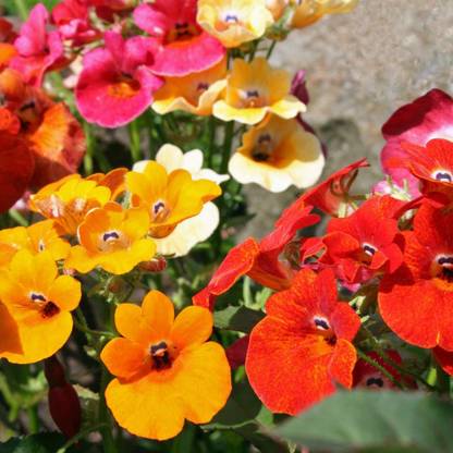 ACCELCROP Nemesia Red And White Flower Seed