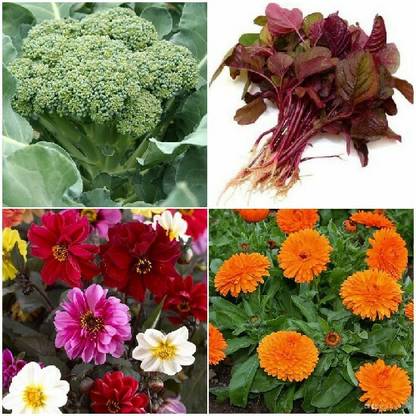 R-DRoz Broccoli, Calendula Flowers, Dahlia Single Petal Flowers & Amaranthus Red Cholai Seed