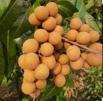 SHYAM Dimocarpus Longan Fruit Plant Seed