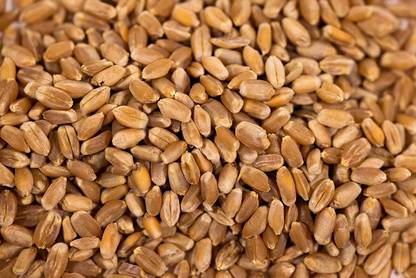 VibeX VXI-70 - Hard Red Winter Wheat - (2500 Seeds) Seed