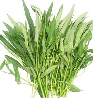 Dbbrothers Hybrid Kolmi shak/kalmi saag/water spinach seeds for garden Seed