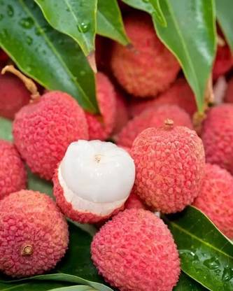 Chalisa Litchi, Lichi, Lychee Seed