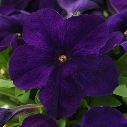 VibeX VVI-55 - Petunia Alderman - (60 Seeds) Seed