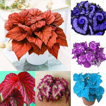 VibeX HUA-65 - Coleus Begonia Flower - (90 Seeds) Seed