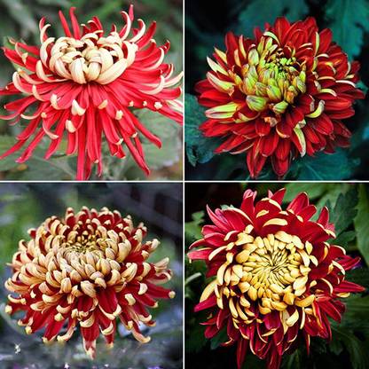 VibeX LXI-22 - Bicolor Red Yellow Chrysanthemum Flower Morifolium - (90 Seeds) Seed