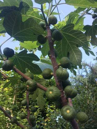 usdeepar retail Neo Fig, Anjeer Seed (85 per packet), fig seed, Anjeer seed Seed