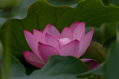 DIVINE lotus,kamal seeds Seed