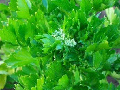 VibeX ® XLR-166 Chinese Celery Seeds Seed
