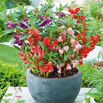 JAYANTAHALDER BALSAM FLOWER, GUL MEHENDI, BALSAM PHOOL Seed