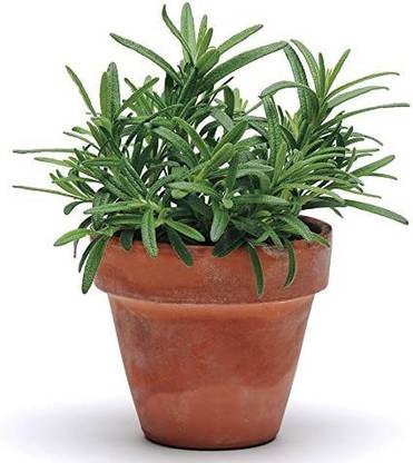 VibeX ® VXI-56 Rosemary Herb (Rosemarinus officinalis) Seed