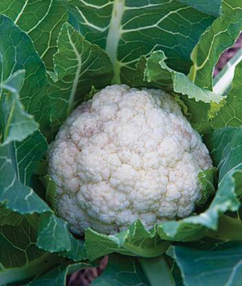 Cloud Farm Organic F1 Hybrid Cauliflower High yielding Vegetable Seed