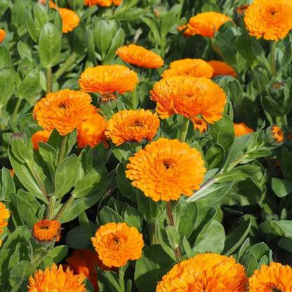 XOLDA Calendula flower Seed