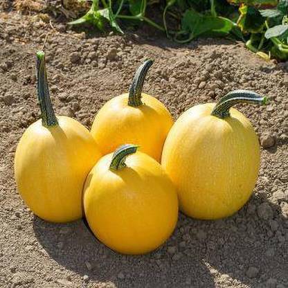 Jevik Autumn-Frost-Winter-Squash Seed