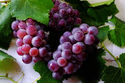 Sagarvanshi Grapes, Fruits, seeds, Red Grapes Seed