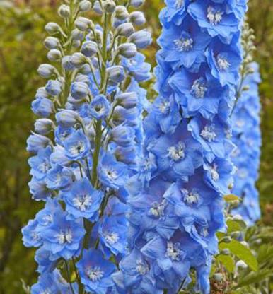 Biosnyg Delphinium, Summer Skies [50 Seeds] Seed