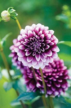 WILLVINE VXI-543 Rare Flowers Seeds Dahlia Seed
