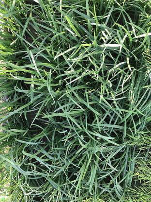 CYBEXIS PUAS-94 - Chinese Garlic Chives - (2250 Seeds) Seed