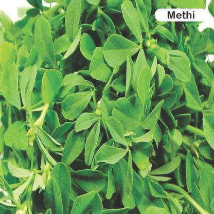 surmul Organic Fenugreek Seeds (Methi Ke Beej) : Premium Quality for Home Cultivation Seed