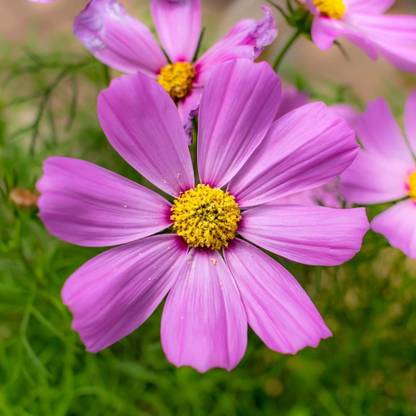 Mozette Exotic comos Seed