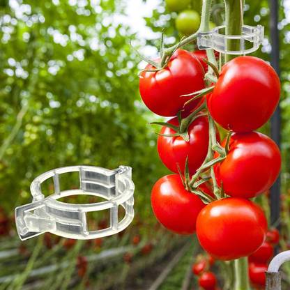 SIDDHI AGRITECH Plant Support Clips| Tomato Clips| Plant Ties | 23 mm| Plant Straightener Plant Straightener