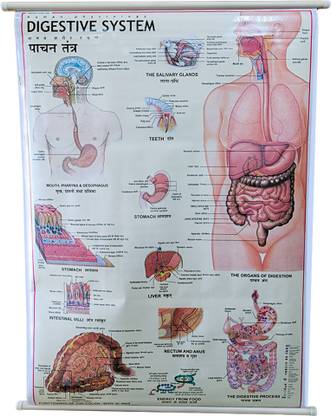 Human Digestive System Lamination Chart 70x100cm long Eng.- Hindi combined, Wall hanging Paper Print