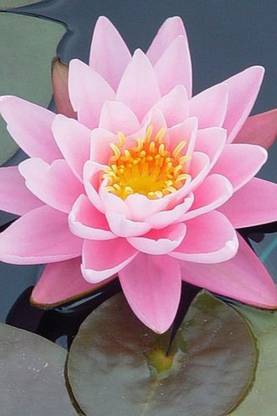 Flowerish Art Poster for Room Wall Decoration, Size - 12 X 18 inches || VE EB ART 9886 Paper Print
