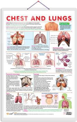 CHEST AND LUNGS CHART | Exploring the Respiratory System: Comprehensive Chest and Lungs Chart Paper Print