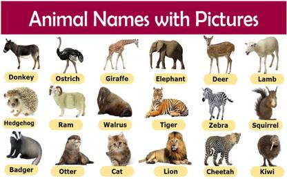 Animals Name Chart Poster with Gloss Lamination Paper Print
