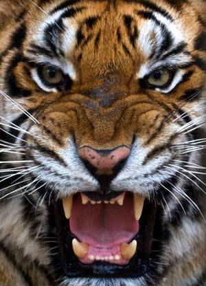 tiger poster Multicolor Photo Paper Print Poster Photographic Paper 18 inch X 12 inch, Rolled Photographic Paper 18 inch X 12 inch, rolled Photographic Paper