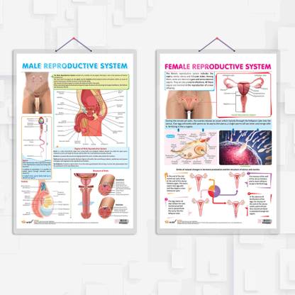 MALE REPRODUCTIVE SYSTEM and FEMALE REPRODUCTIVE SYSTEM chart | combo of 2 chart | Understanding Reproduction: Male and Female Systems Unveiled Paper Print