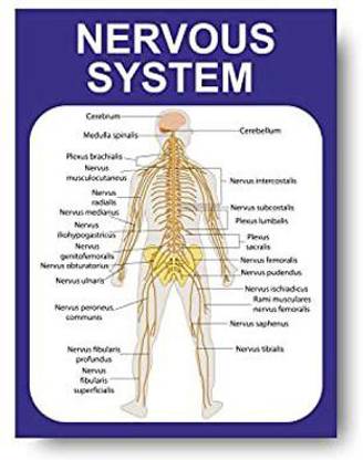 Nervous System - Kids learning Charts / Posters for Kids Learning, Kindergarten, Nursery and Homeschooling Paper Print
