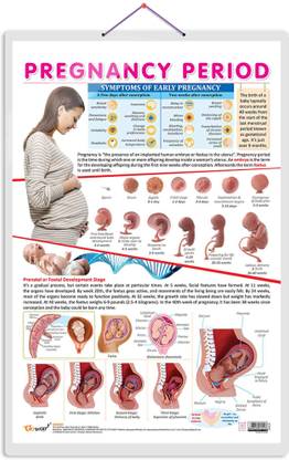 PREGNANCY PERIOD CHART | The Journey of Pregnancy: Comprehensive Period Charts Paper Print