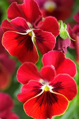 Flower Poster for Room Wall Decoration, Size - 12 X 18 inches || VE EB ART 9380 Paper Print
