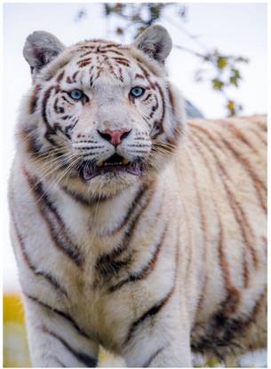 White tiger Animal tiger predator big cat Digital Poster Print Size 12X18 Inches Paper Print