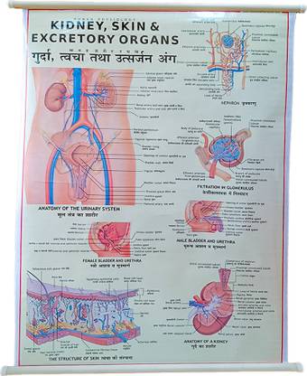 Human Kidney, Skin Lamination Chart 70x100cm long Eng.- Hindi combined, Wall hanging Paper Print