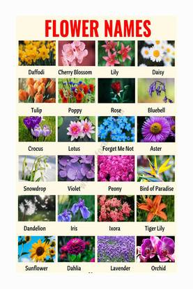 Flowers Name Chart Poster with Gloss Lamination Paper Print