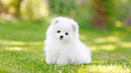 Cute Dog Wall Poster for Home D�cor/ Dog Lover (Laminated, Unframed, Rolled) Fine Art Print