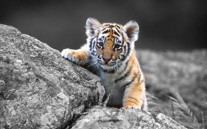Poster Tiger Kids sl12436 (Wall Poster, 13x19 Inches, Multicolor) Fine Art Print