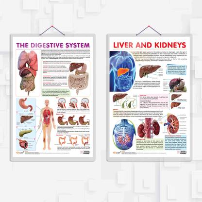 THE DIGESTIVE SYSTEM chart and LIVER AND KIDNEY chart | combo of 2 chart | Gut Health and Organ Harmony: A Pair of Informative Charts" Paper Print