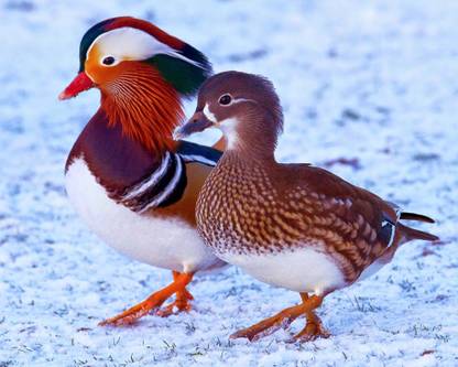 Poster Mandarin Duck Birds Ducks Bird Duck Colorful sl-13294 (Wall Poster, 13x19 Inches, Matte Paper, Multicolor) Fine Art Print
