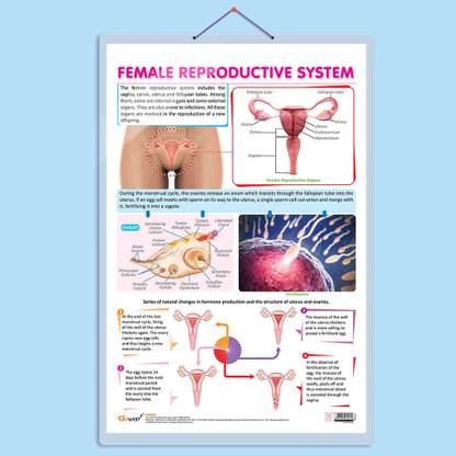 FEMALE REPRODUCTIVE SYSTEM CHART | Understanding Female Reproductive Anatomy: In-Depth Chart Paper Print