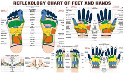 Reflexology Chart Eng. Paper Print (18 inch X 12 inch) Fine Art Print