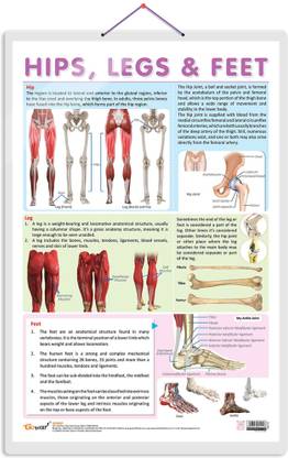 HIPS, LEGS AND FEET CHART | Understanding Lower Extremity Structure: Informative Charts Paper Print