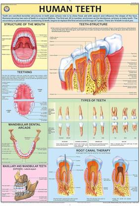 Human Teeth Chart Fine Art Print