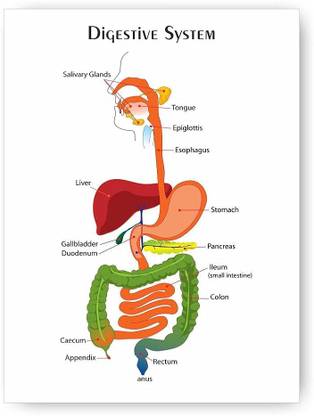 Digestive System poster - Kids learning Charts / Posters for Kids Learning, Kindergarten, Nursery and Homeschooling Paper Print