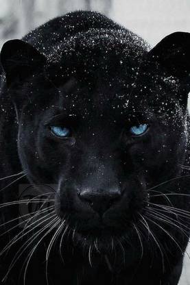 Wildlife Animal Black Panther Poster | Panther Posters for Room | Unframed | With Self Adhesive Tape Paper Print